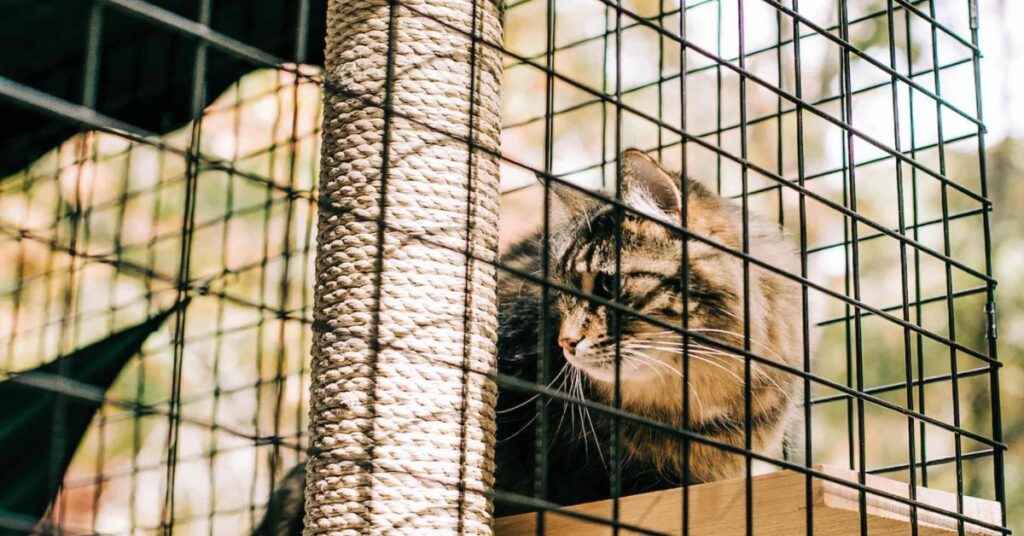 Elevate the Cage for cat