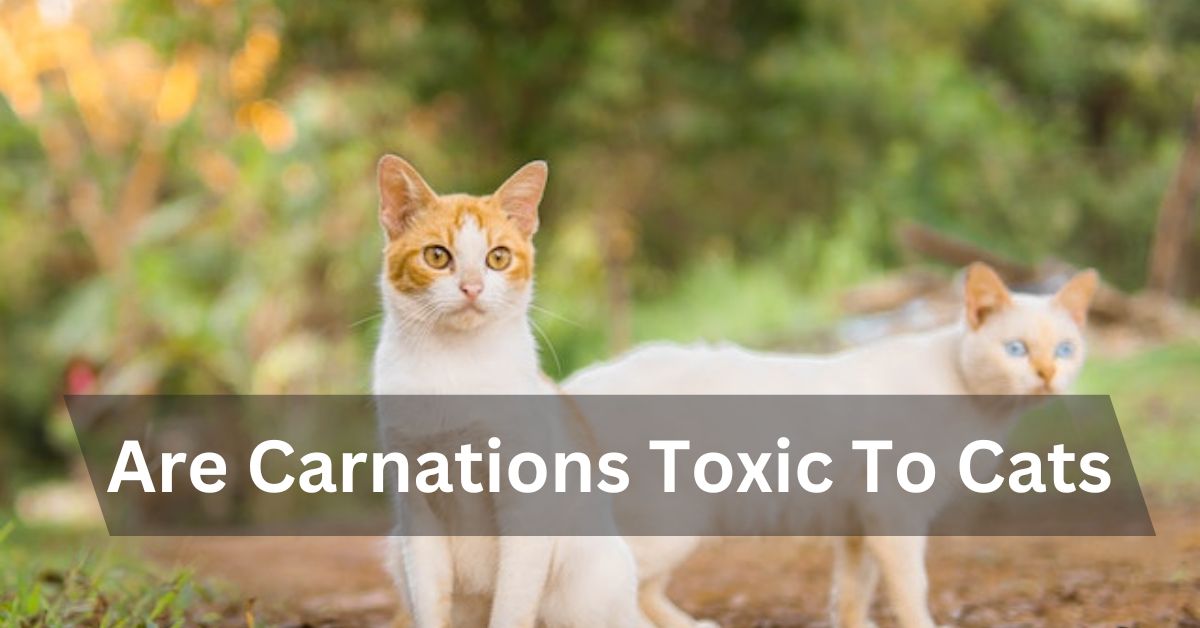 Are Carnations Toxic To Cats