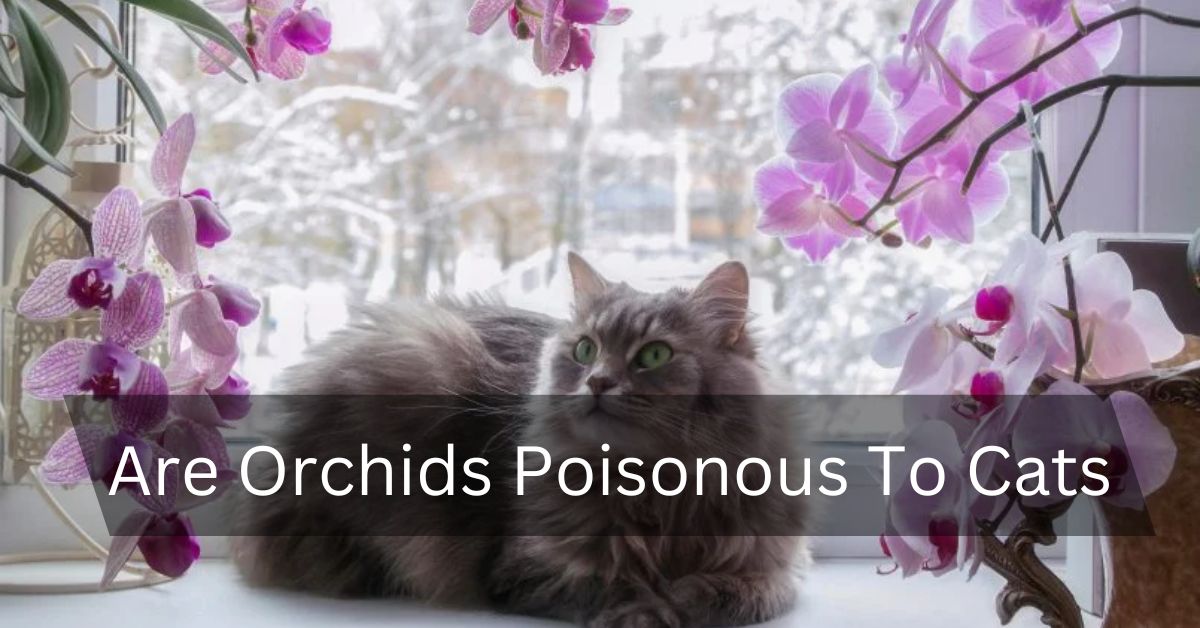 Are Orchids Poisonous To Cats