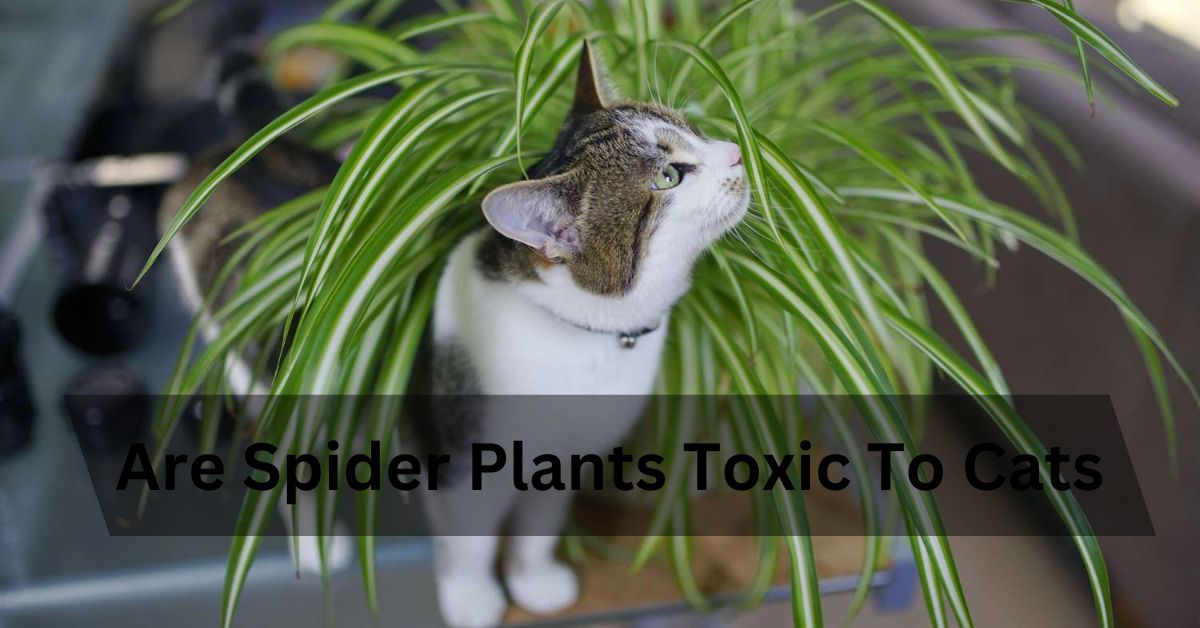 Are Spider Plants Toxic To Cats