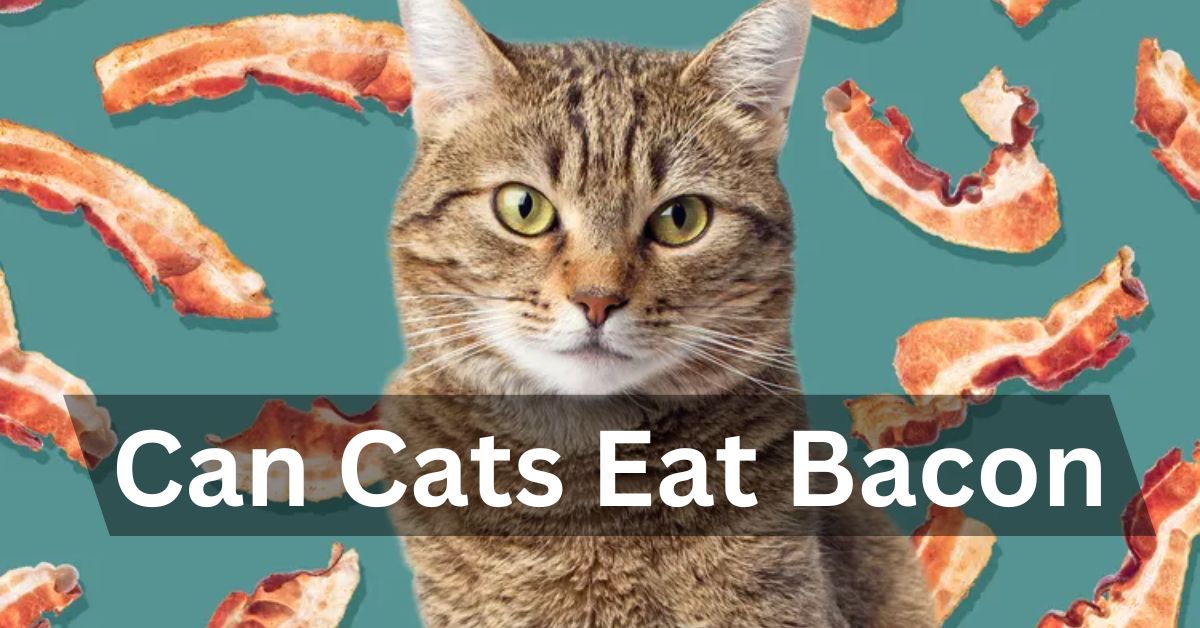 Can Cats Eat Bacon