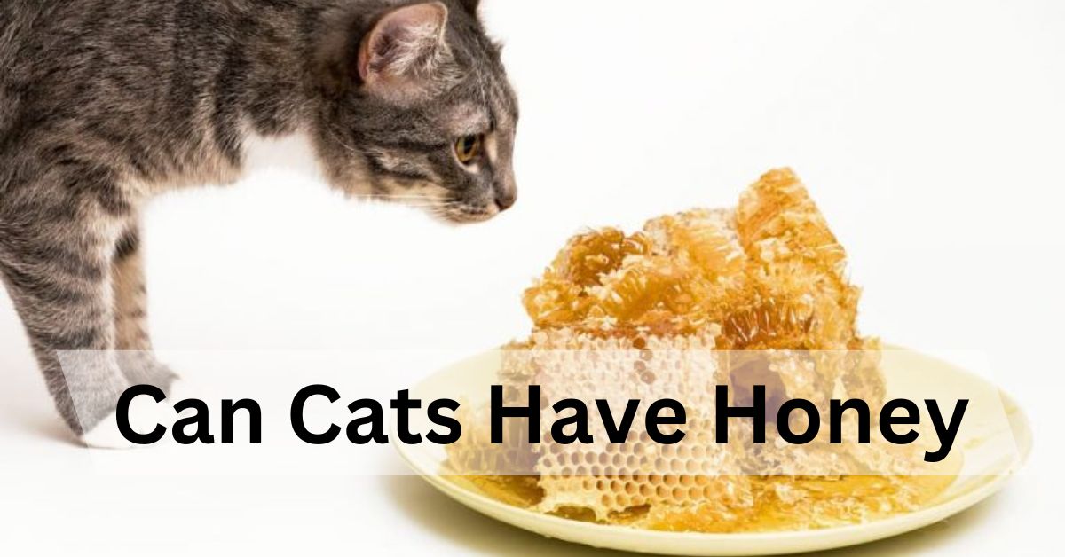 Can Cats Have Honey