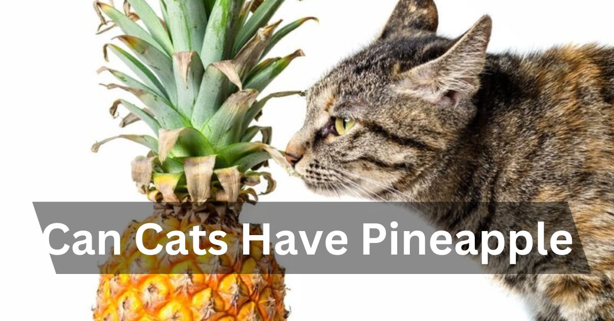 Can Cats Have Pineapple