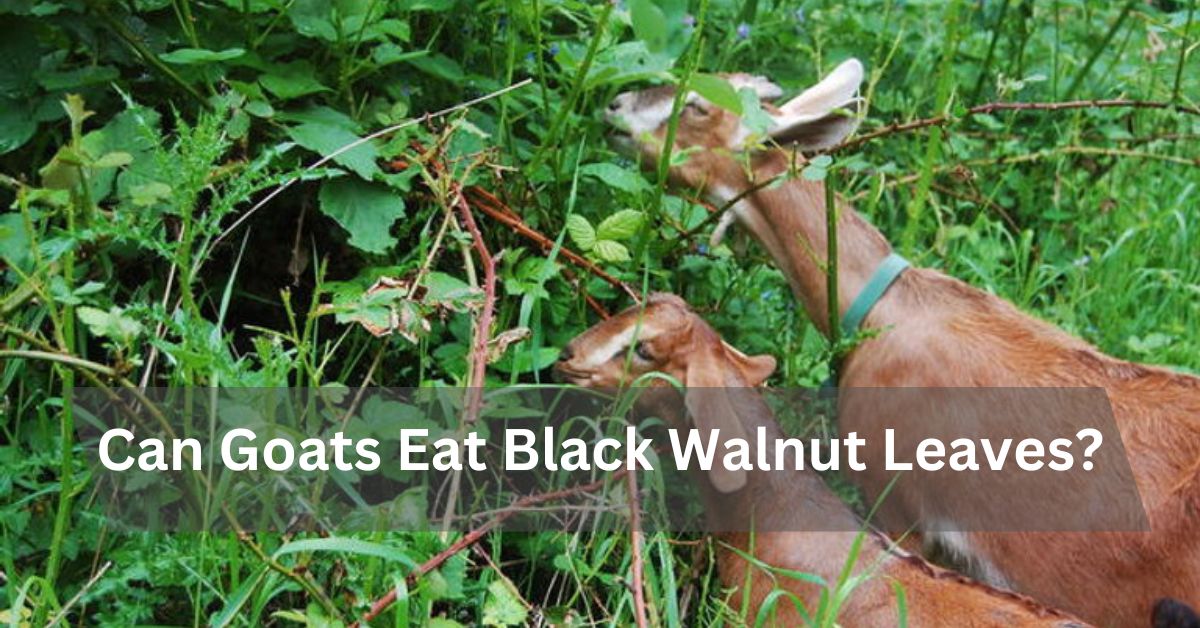 Can Goats Eat Black Walnut Leaves