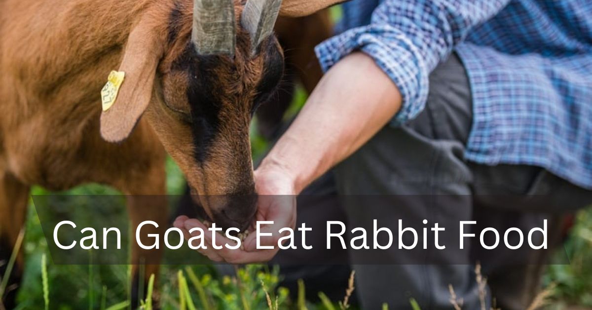 Can Goats Eat Rabbit Food