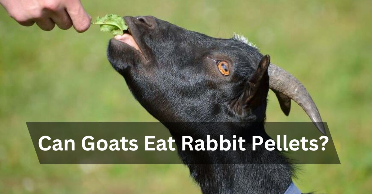 Can Goats Eat Rabbit Pellets?