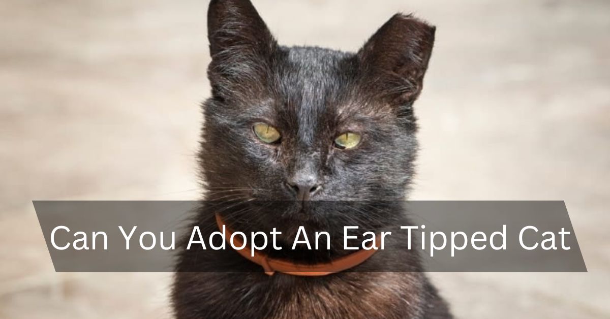 Can You Adopt An Ear Tipped Cat