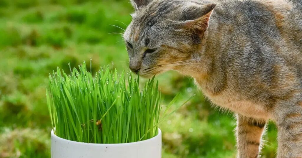 Catnip and Cat Grass