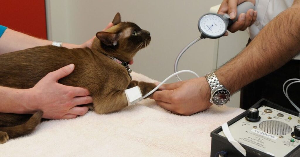 Consulting a Veterinarian cat