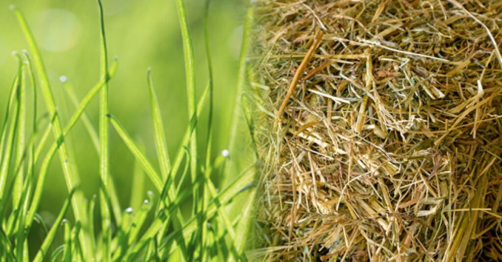 Grasses and Hay