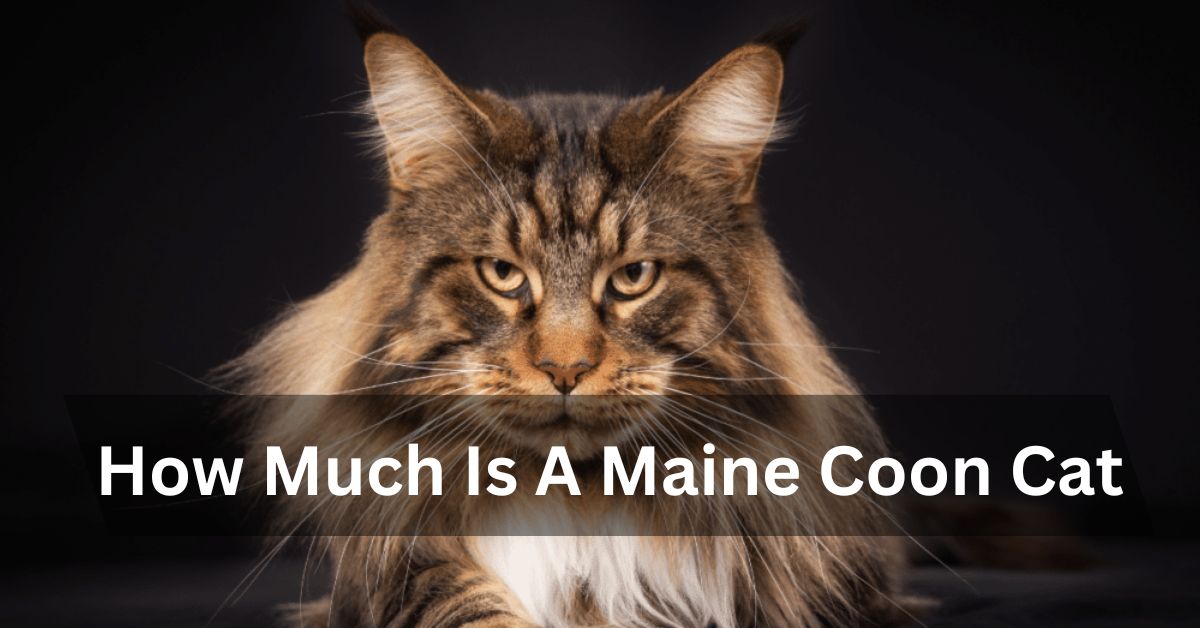 How Much Is A Maine Coon Cat