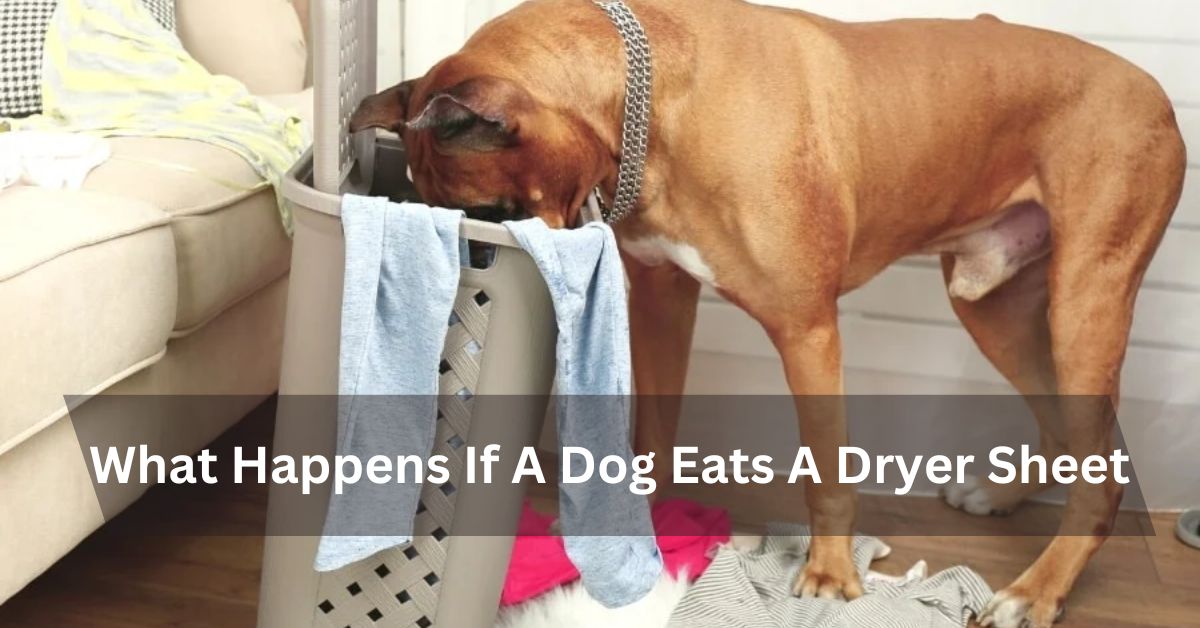 What Happens If A Dog Eats A Dryer Sheet