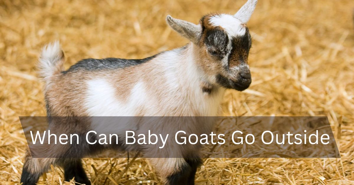 When Can Baby Goats Go Outside