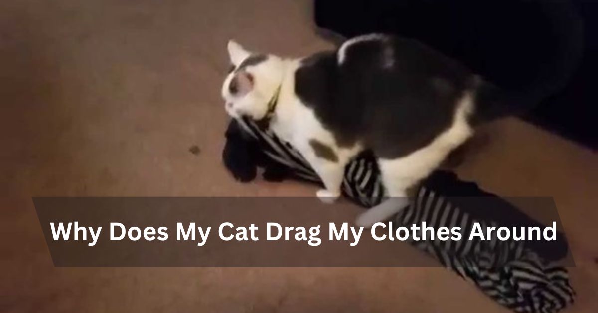 Why Does My Cat Drag My Clothes Around