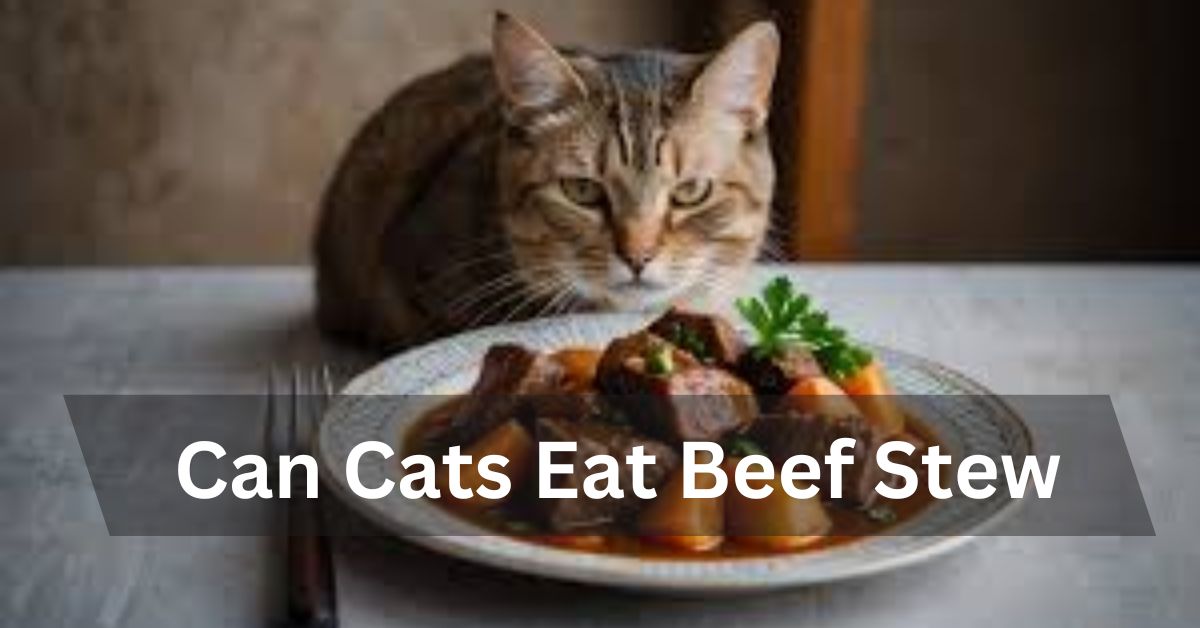 Can Cats Eat Beef Stew