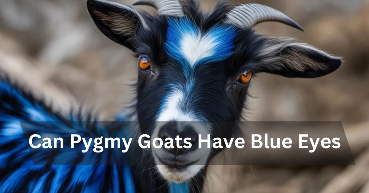 Can Pygmy Goats Have Blue Eyes