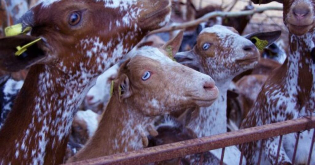 Common Eye Colors for goat