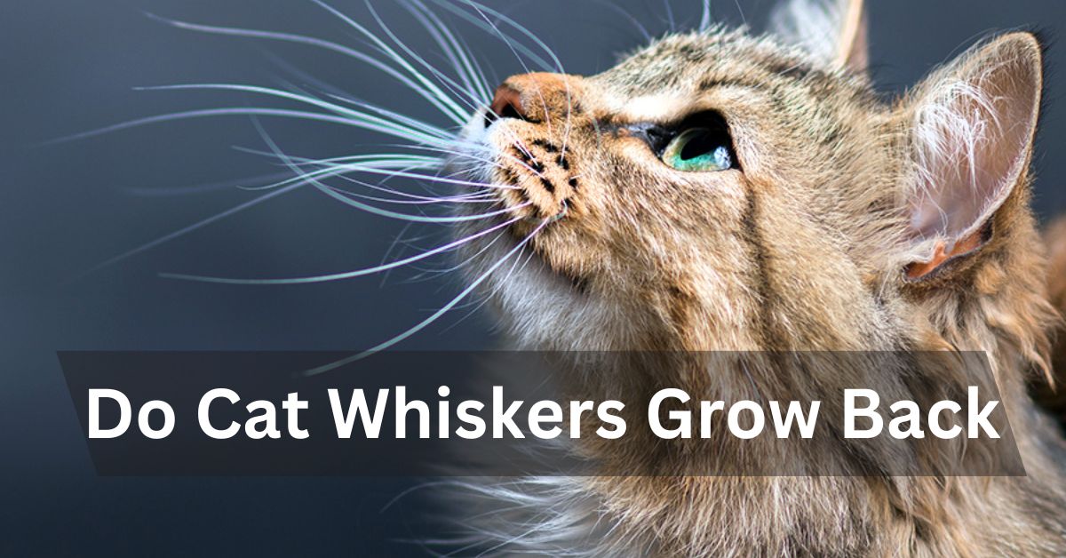 Do Cat Whiskers Grow Back