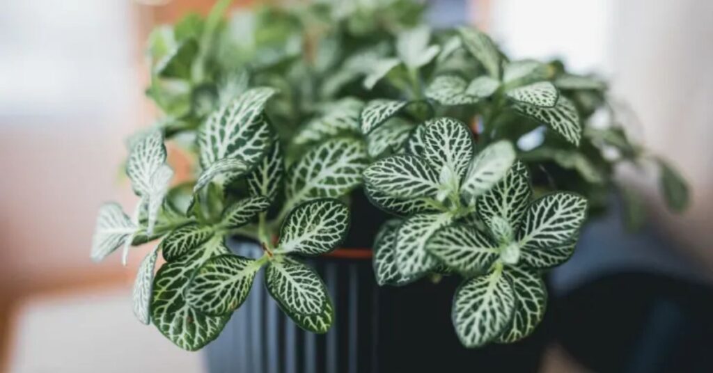 How to Care for a Fittonia