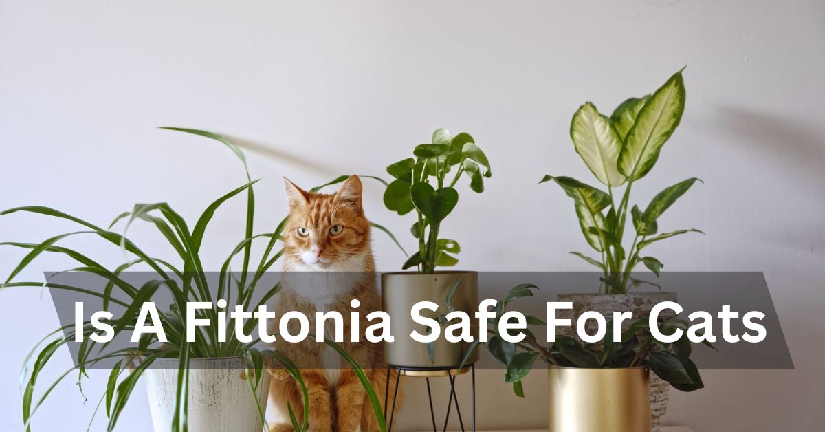 Is A Fittonia Safe For Cats