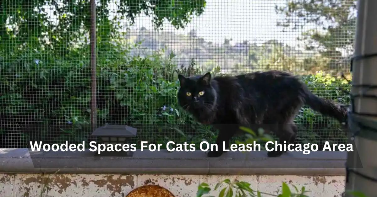 Wooded Spaces For Cats On Leash Chicago Area