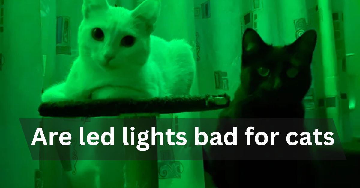 Are led lights bad for cats