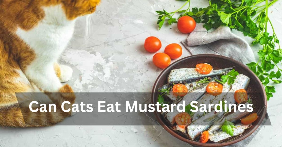 Can Cats Eat Mustard Sardines