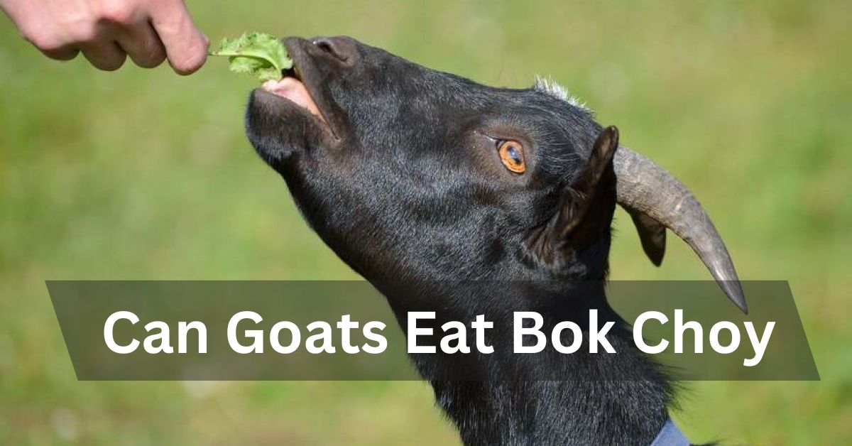 Can Goats Eat Bok Choy