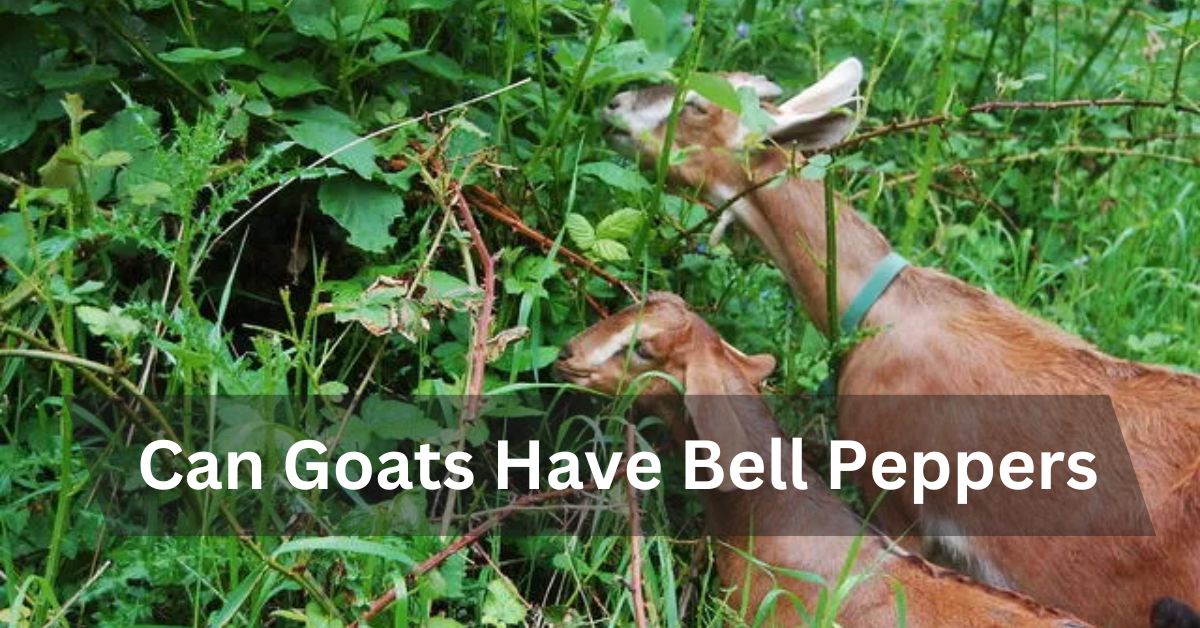 Can Goats Have Bell Peppers