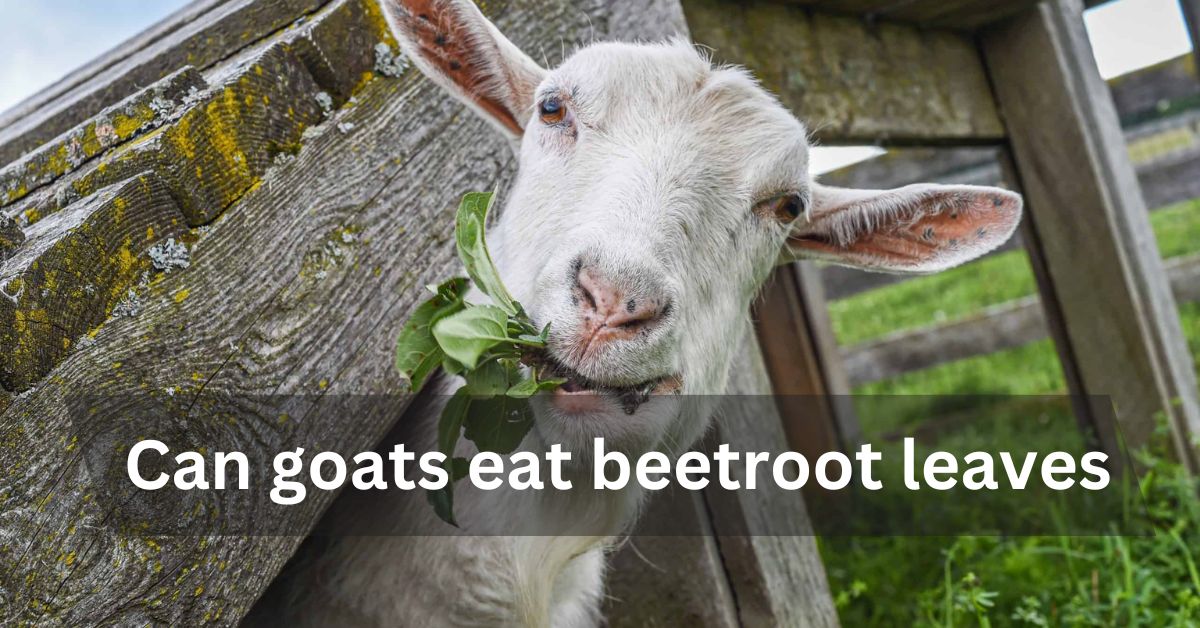 Can goats eat beetroot leaves