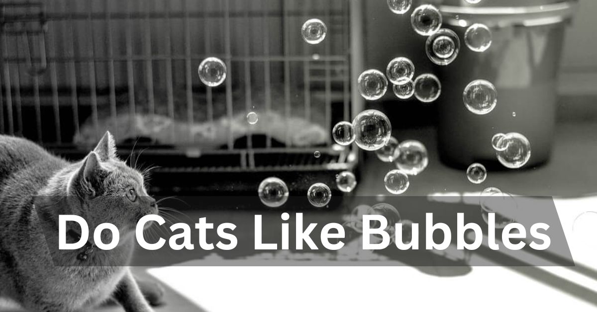 Do Cats Like Bubbles