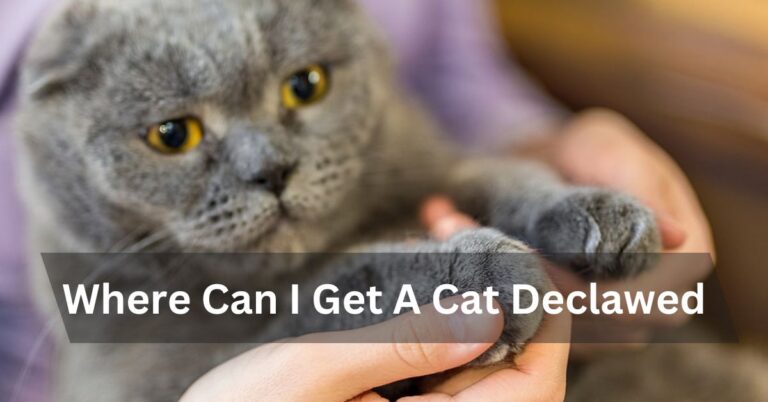 Where Can I Get A Cat Declawed