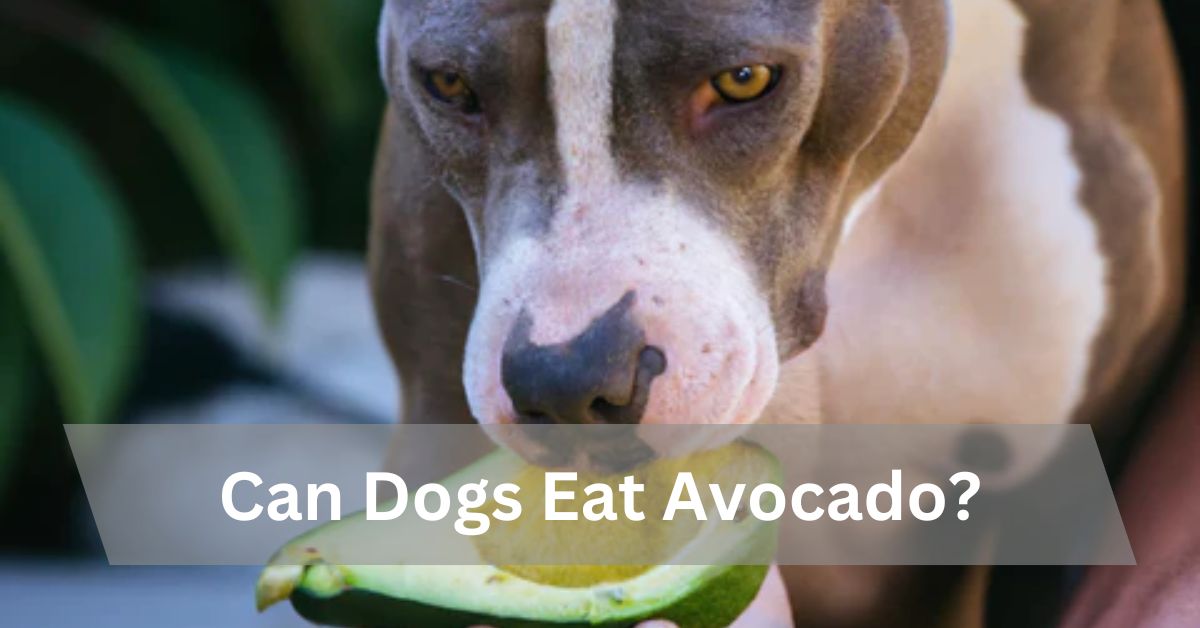 Can Dogs Eat Avocado