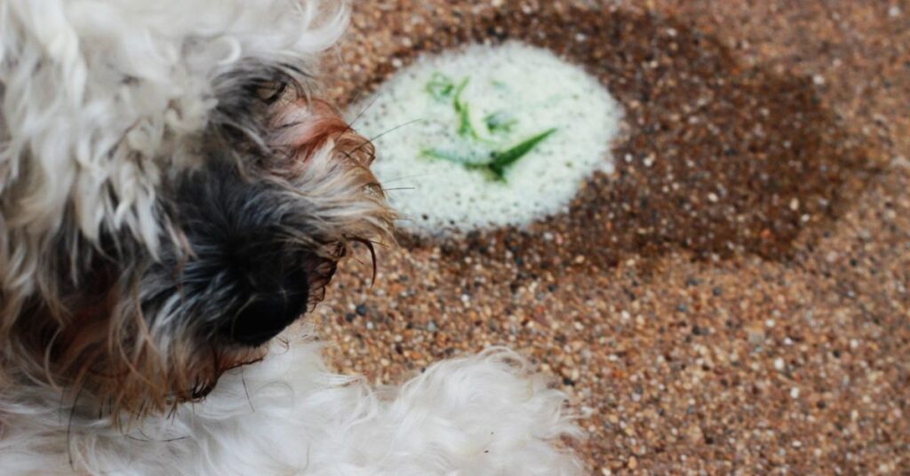 Diagnosing and Treating a Dog Throwing Up White Foam