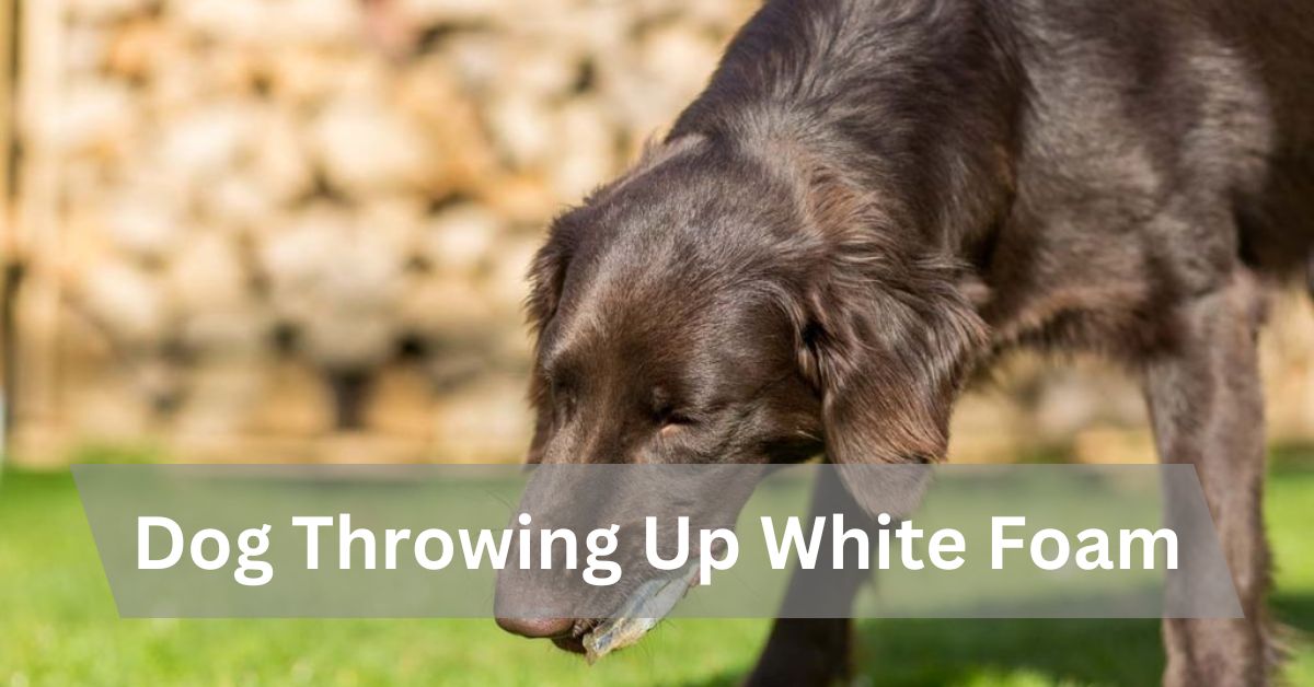 Dog Throwing Up White Foam