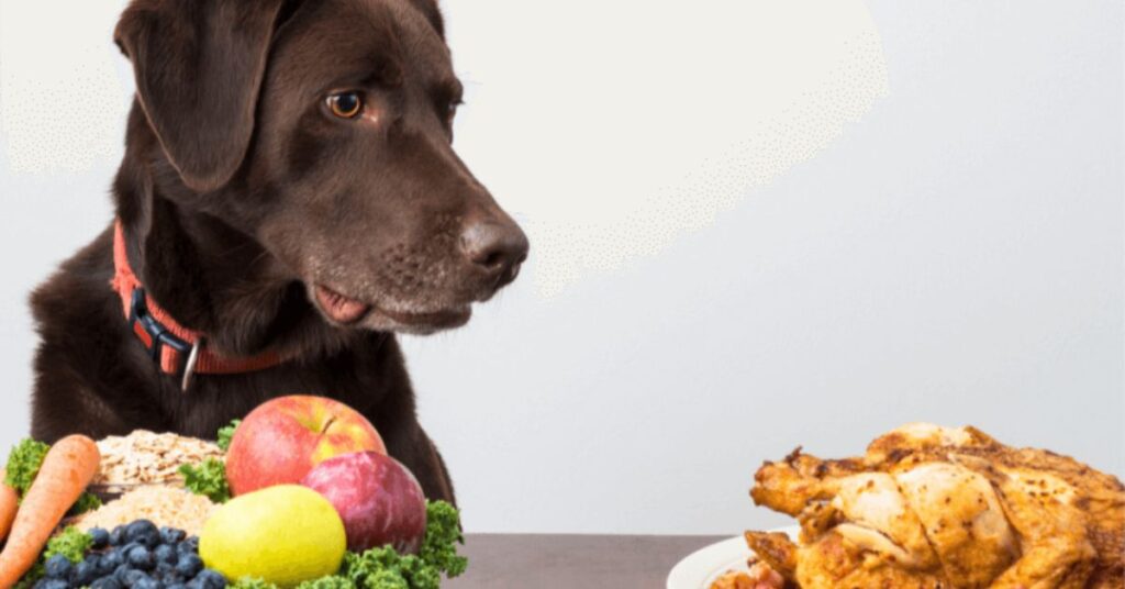 High-Fat Content for dog