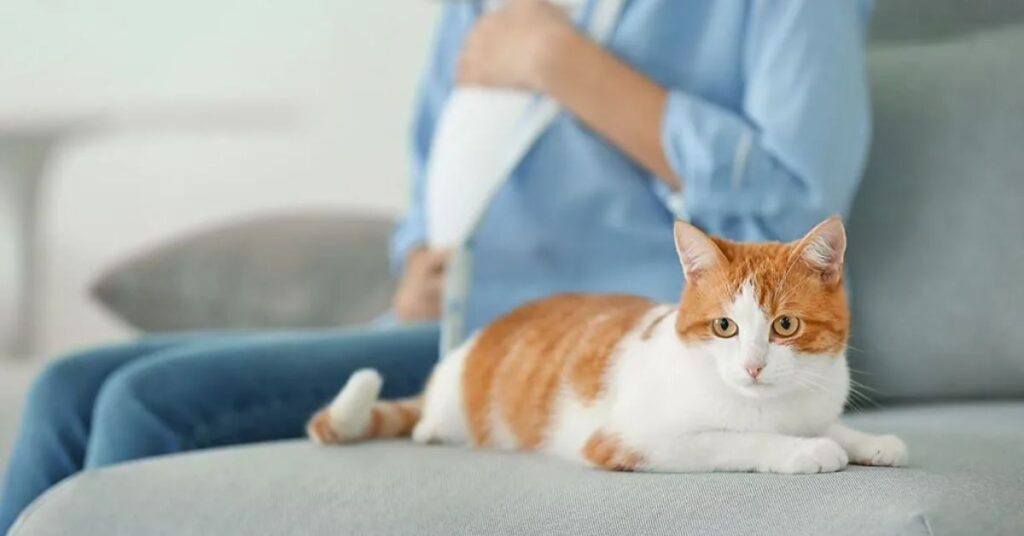 How Do Cats Act Differently When You're Pregnant? Signs of Cat Aggression