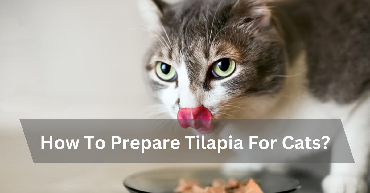 How To Prepare Tilapia For Cats