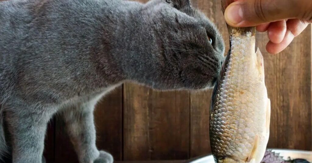 How to Prepare Tilapia for Your Cat