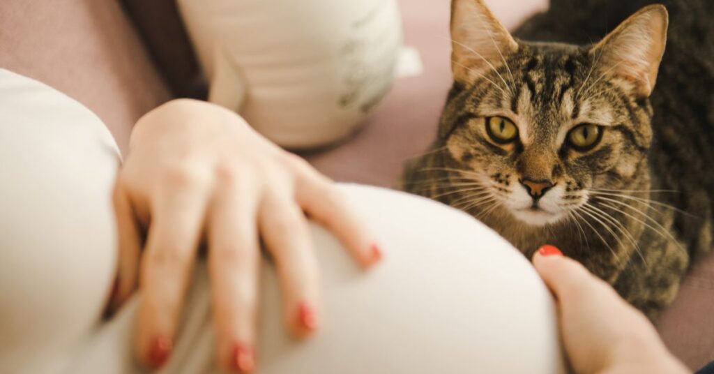 How to Protect Yourself When a Cat Attacks You During Pregnancy?