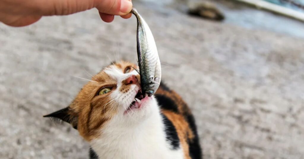 Is Tilapia Safe for Cats