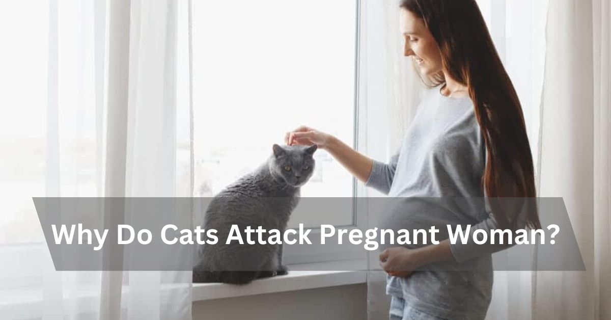 Why Do Cats Attack Pregnant Woman