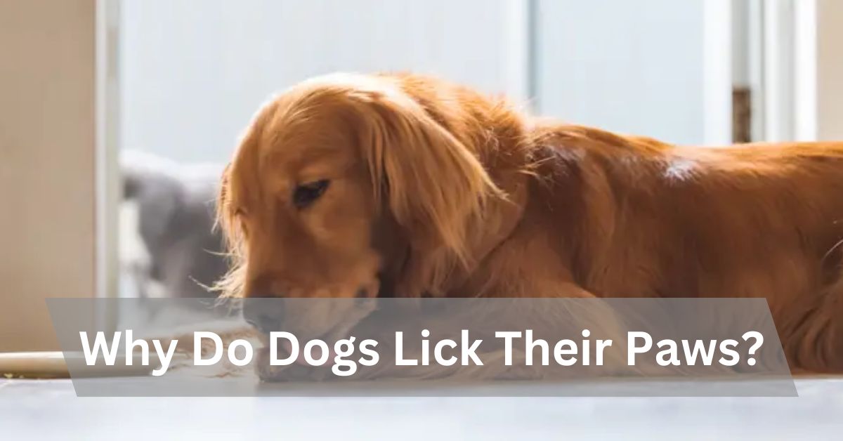 Why Do Dogs Lick Their Paws