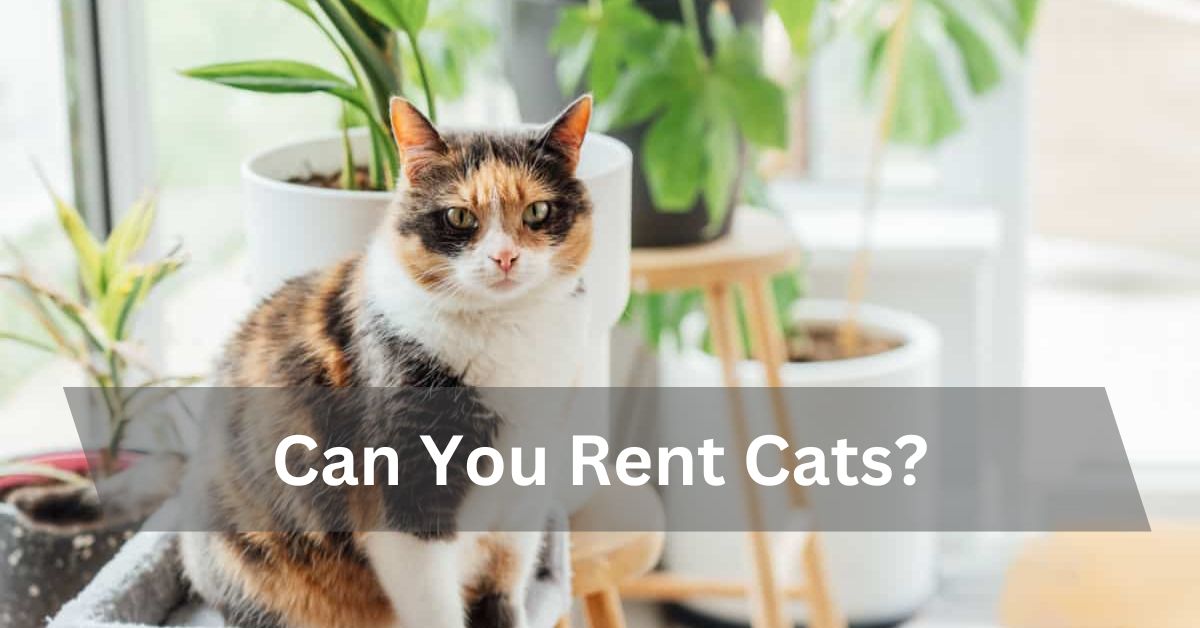 Can You Rent Cats