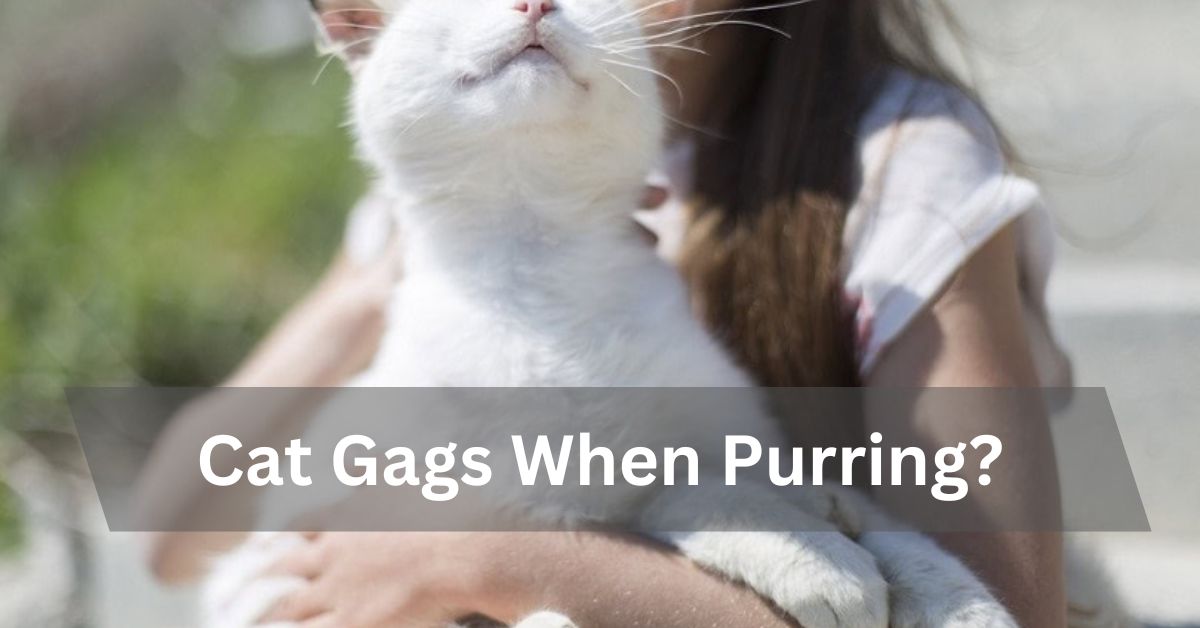 Cat Gags When Purring