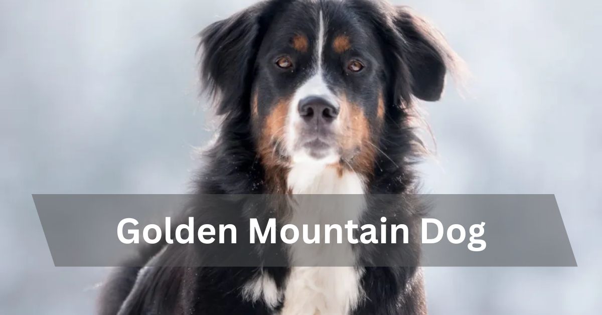 Golden Mountain Dog