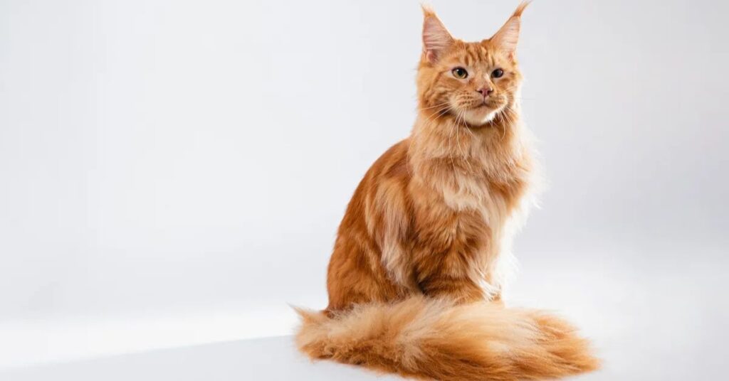 Characteristics of Orange Maine Coon Cats