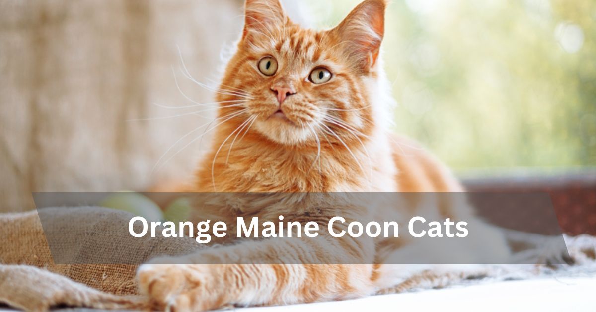 Orange Maine Coon Cats