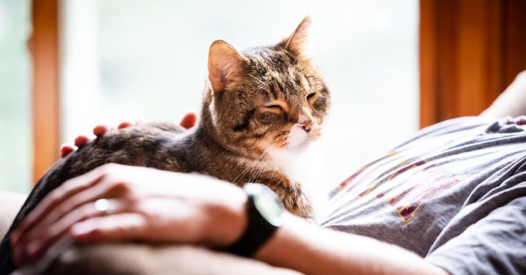 The Joys of a Lap-Loving Cat